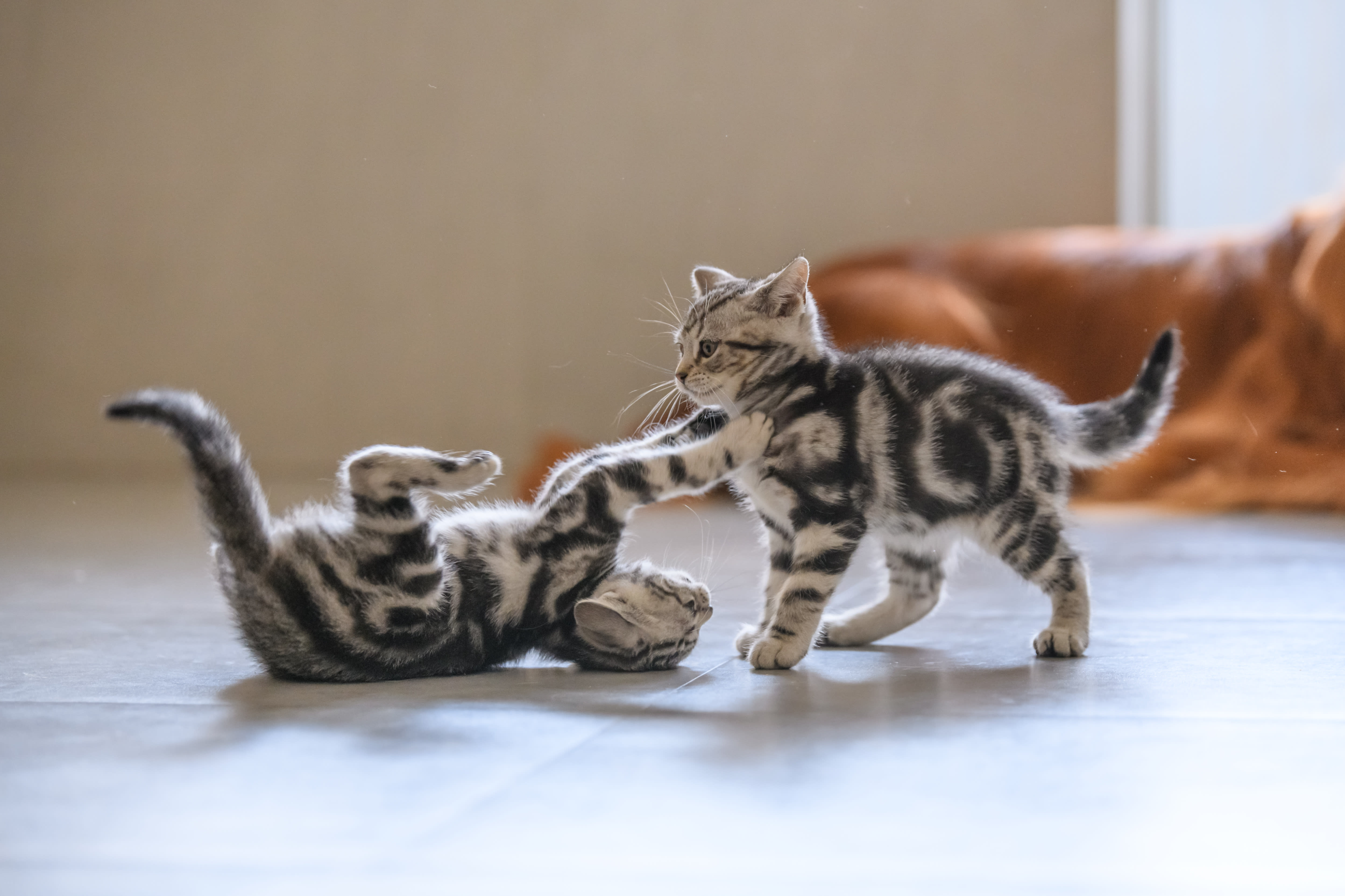 Petco kittens store